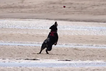Dog catching ball on beach.jpg